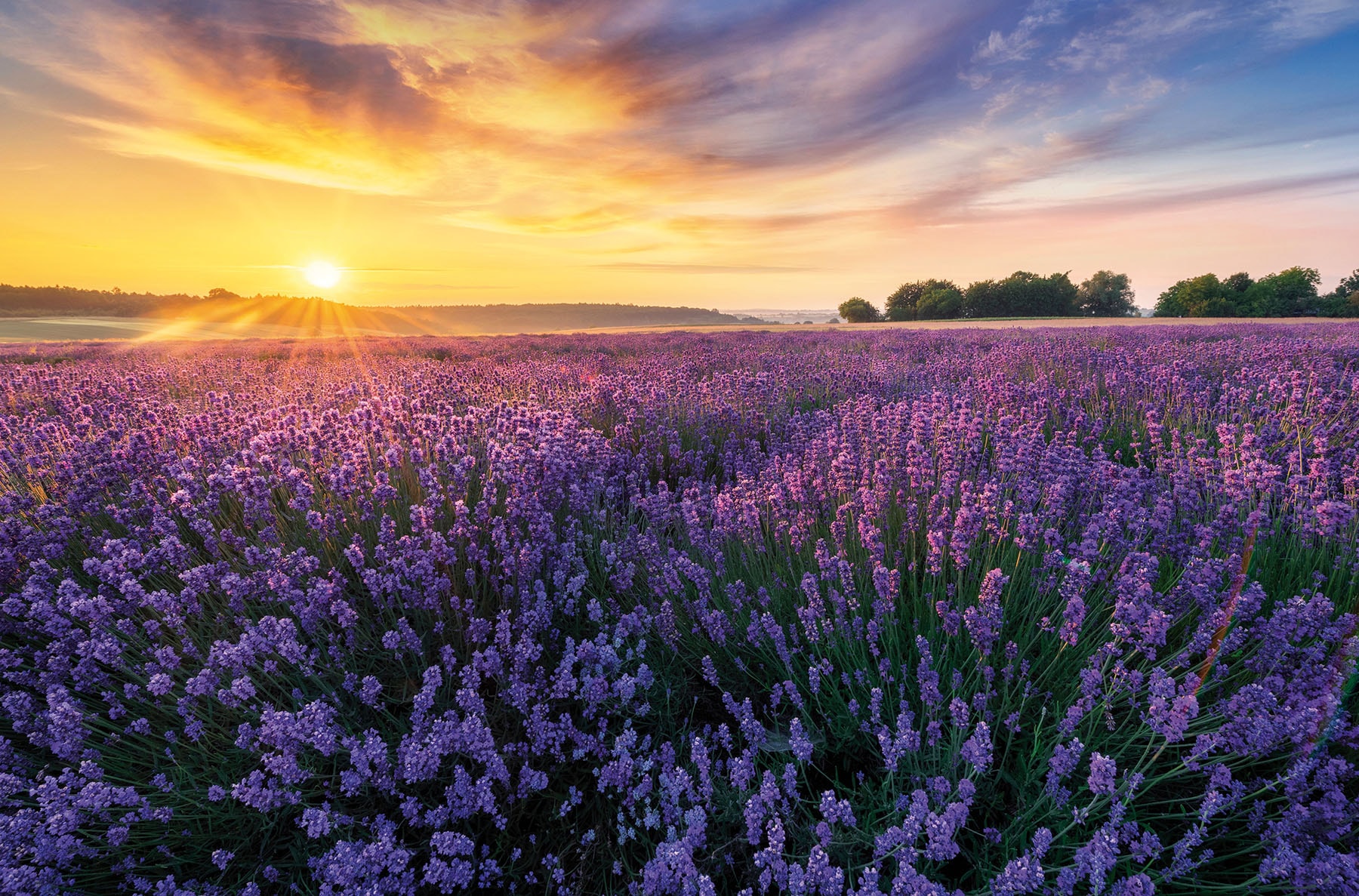 Bönninghoff Leinwandbild "Wandbild LAVENDELFELD 78x118 cm – Leinwandbild Keilrahmen Deko modern" Felder Sonnenaufgang 1 Stk. tlg. auf Keilrahmen gespannt