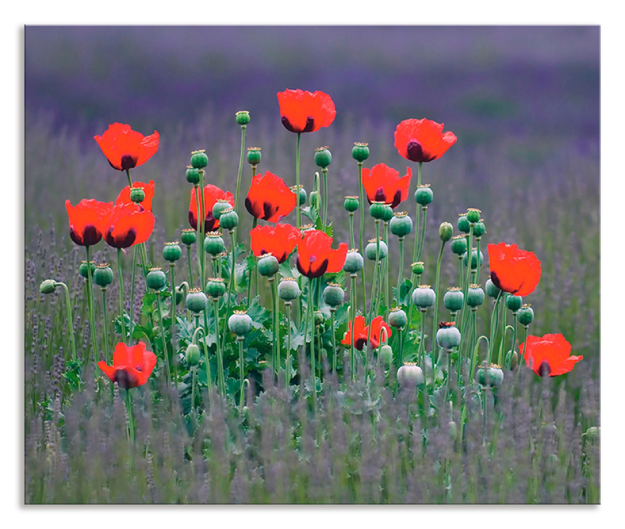 Artland Küchenrückwand »Lavendelfarm in Sequim - Mohnblumen«, (1 tlg.), Alu Spritzschutz mit Klebeband, einfache Montage