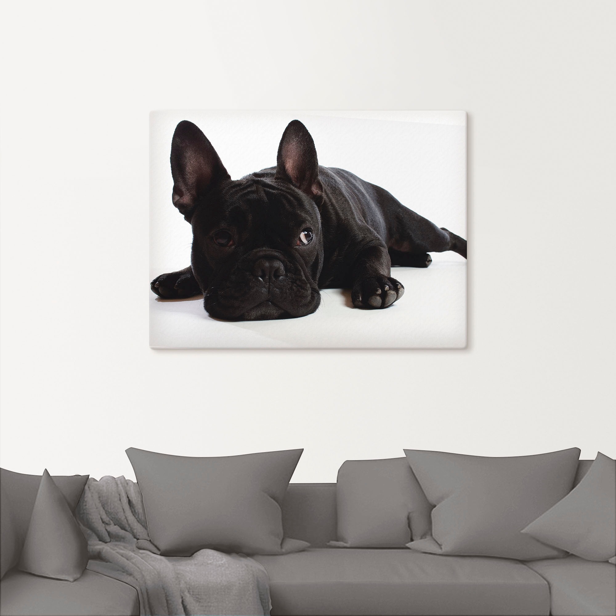 Artland Wandbild »Bulldogge«, Haustiere, (1 St.), als Alubild, Outdoorbild, Leinwandbild, Wandaufkleber, versch. Größen