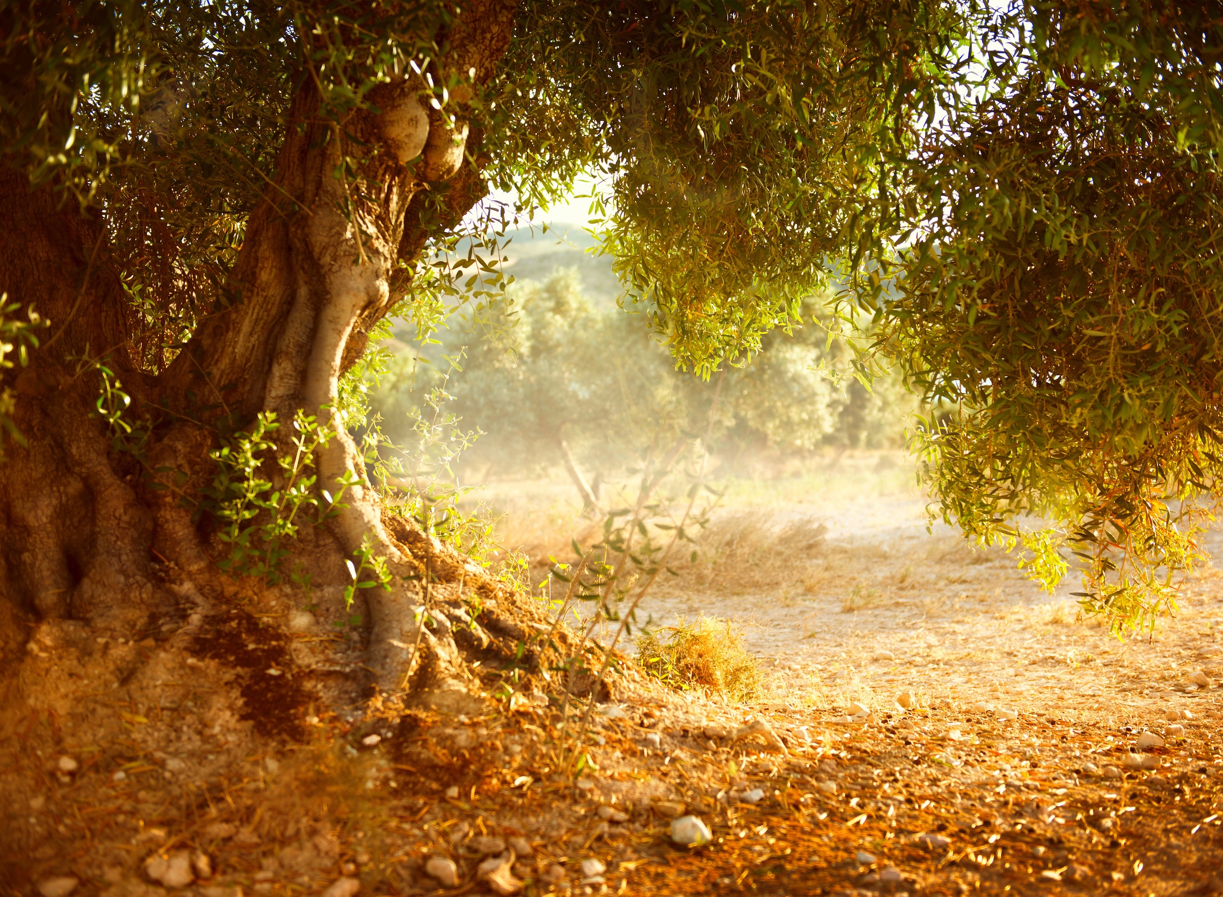 Papermoon Fototapete »Old Olive Tree«
