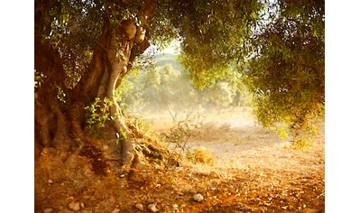 Fototapete »Old Olive Tree«