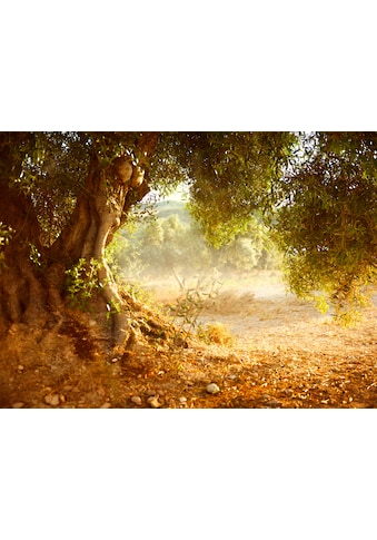 Fototapete »Old Olive Tree«