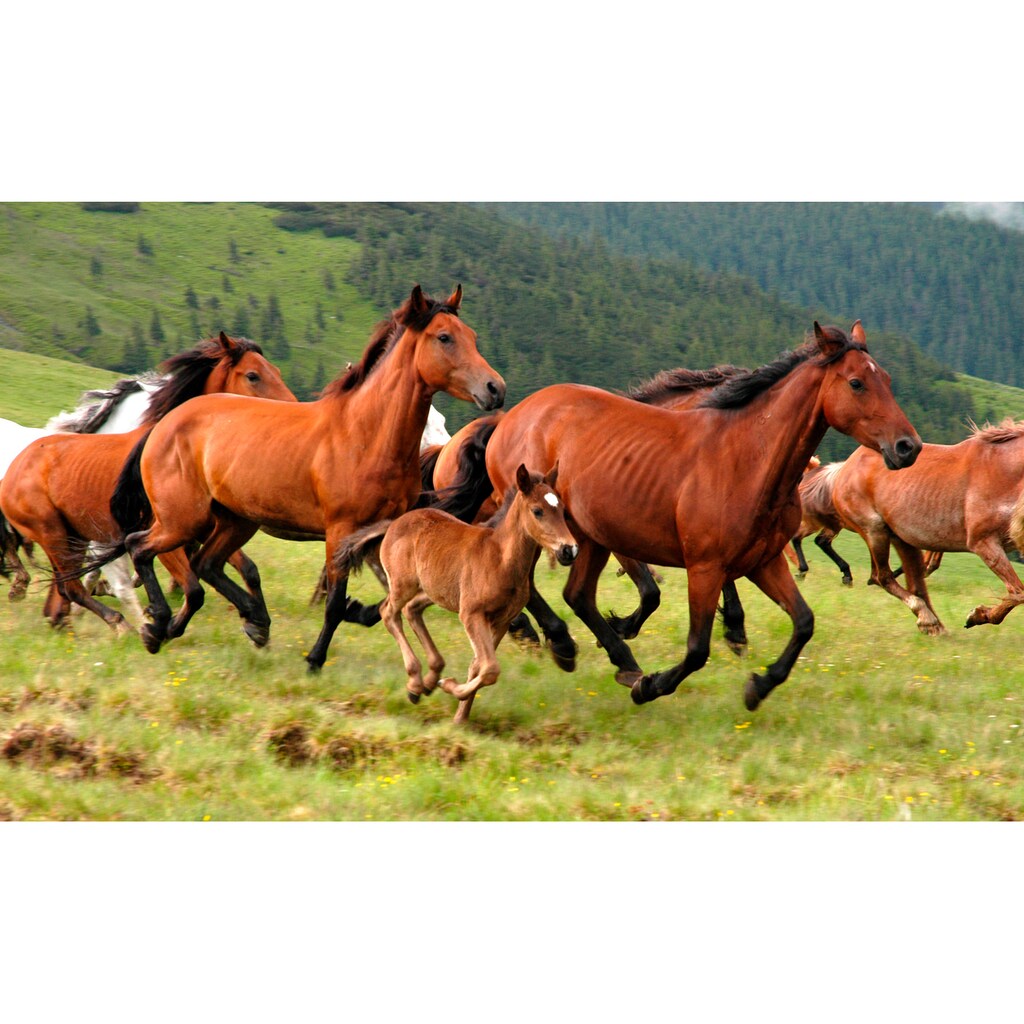 Papermoon Fototapete »Wild Horses«