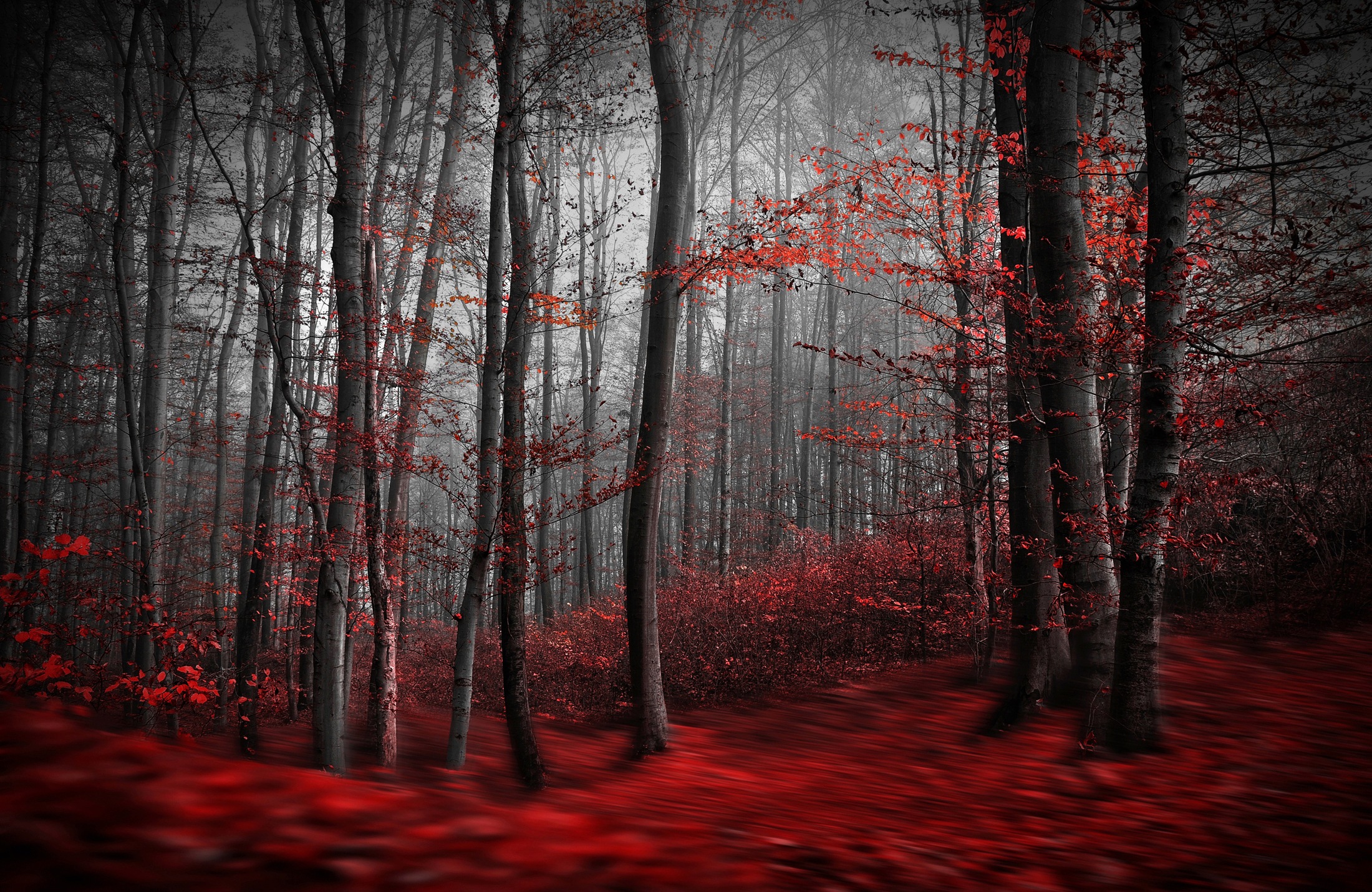 Papermoon Fototapete "Photo-Art SAMANTA KRIVEC, BLUTIGER FORREST" günstig online kaufen