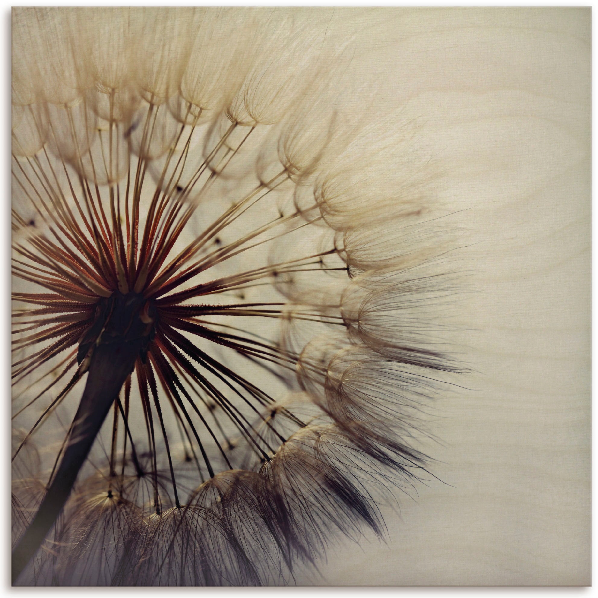 Holzbild »Große Pusteblume«, (1 St.)