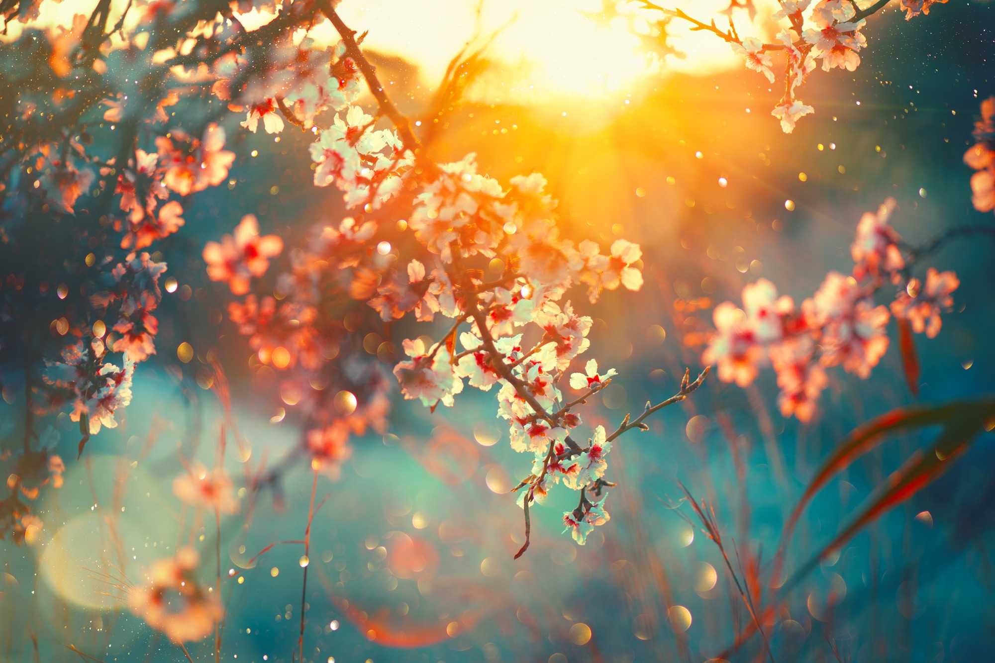 queence Leinwandbild »Cherry Blossom«, vom Akustikbild sehr | Blumenbilder-Bilder guten & (1 BAUR Schallabsorptions-Eigenschaften mit Sonnenuntergang Blätter-Blätterbilder-Blumen- St.), -aufgang