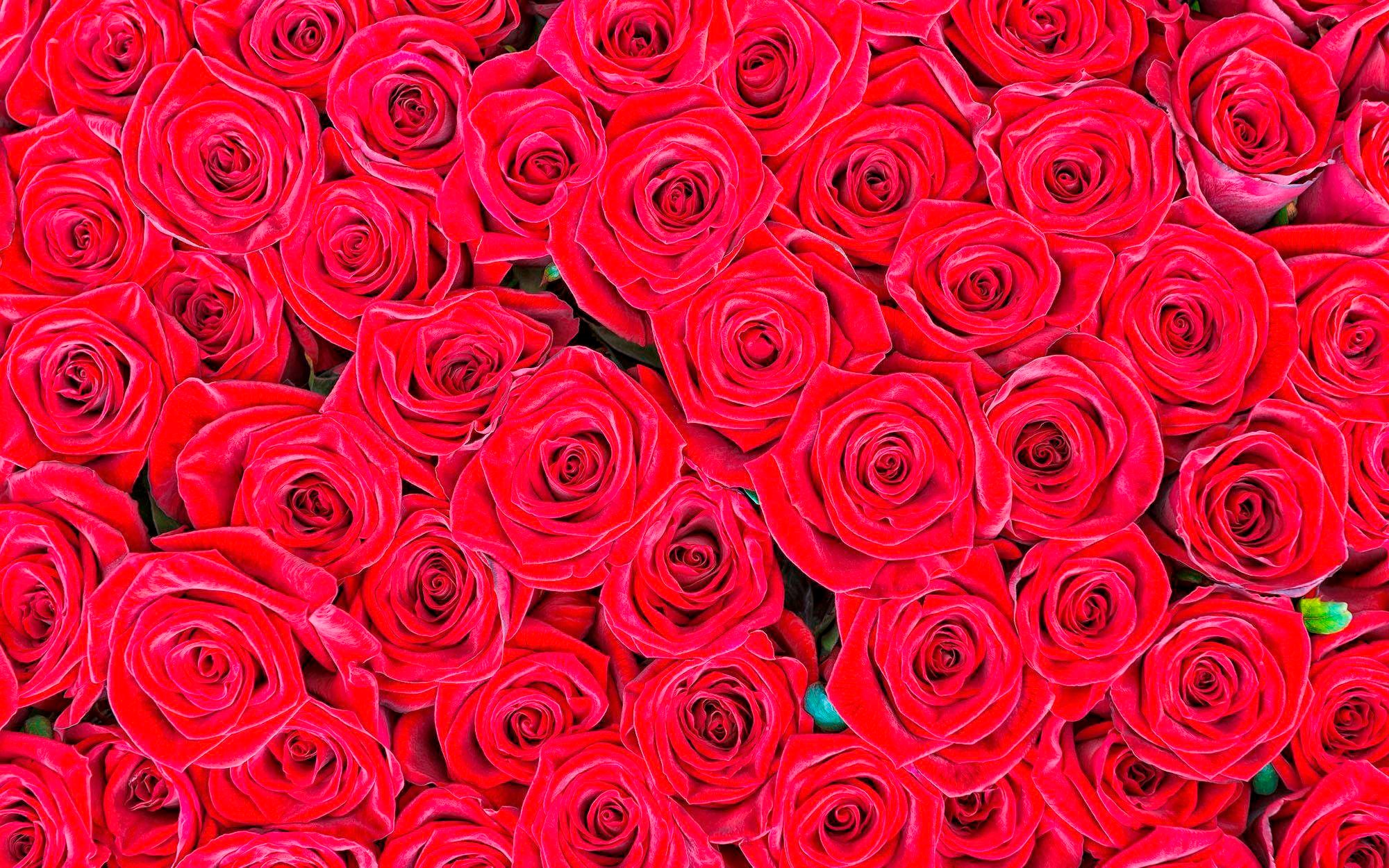 living walls Fototapete "rote Rosen" glatt Vlies, Wand, Schräge