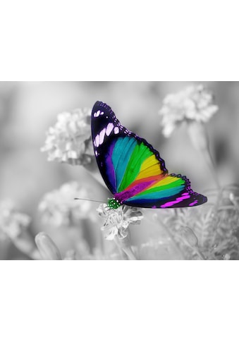 Fototapete »Bunter Schmetterling auf weißen Blumen«