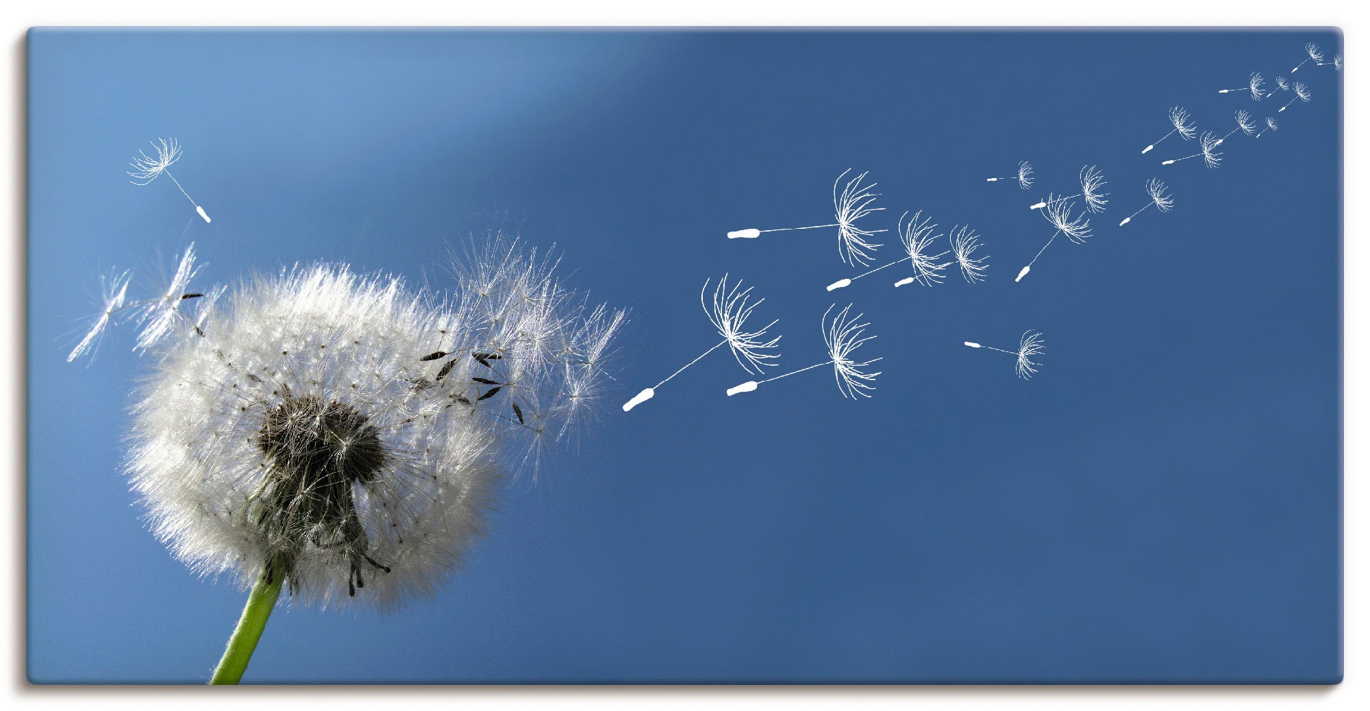 Artland Wandbild "Pusteblume" Blumen 1 Stk. tlg. als Leinwandbild, Poster i günstig online kaufen