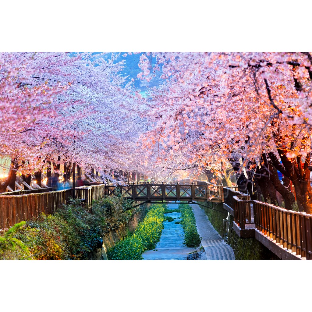 Papermoon Fototapete »Cherry Blossoms Busan City«