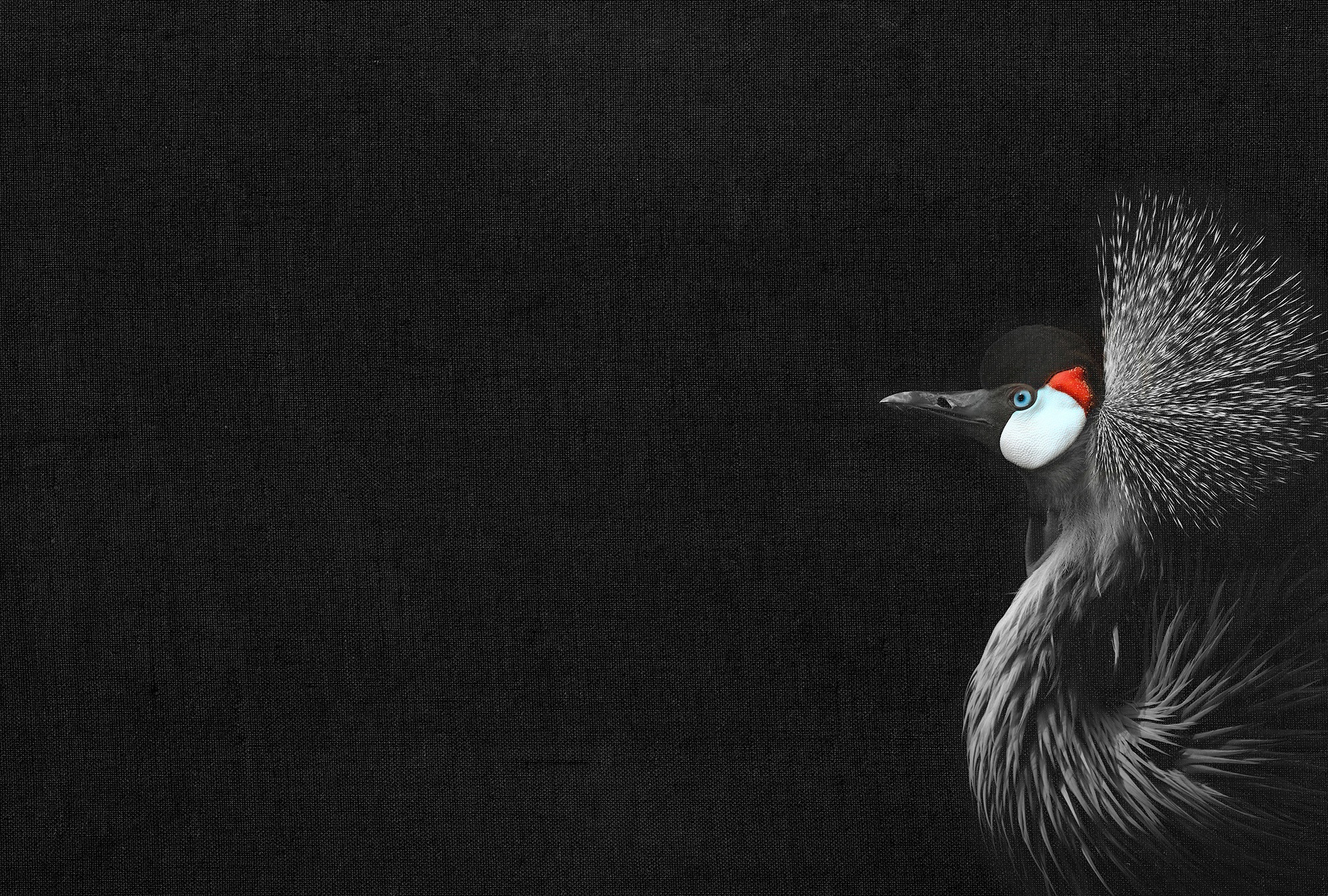 Fototapete »ARTist Crowned Crane Black«, Vlies, Wand, Schräge