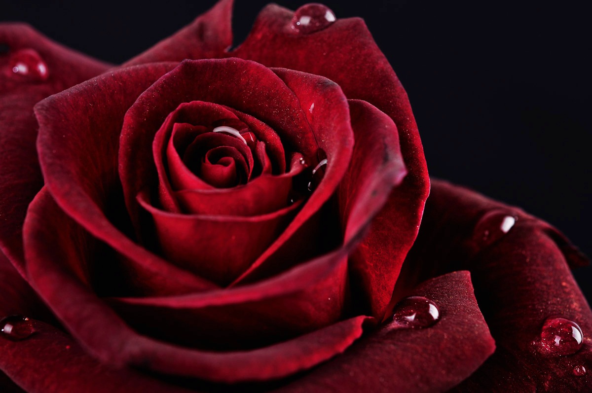 Papermoon Fototapetas »Rose«