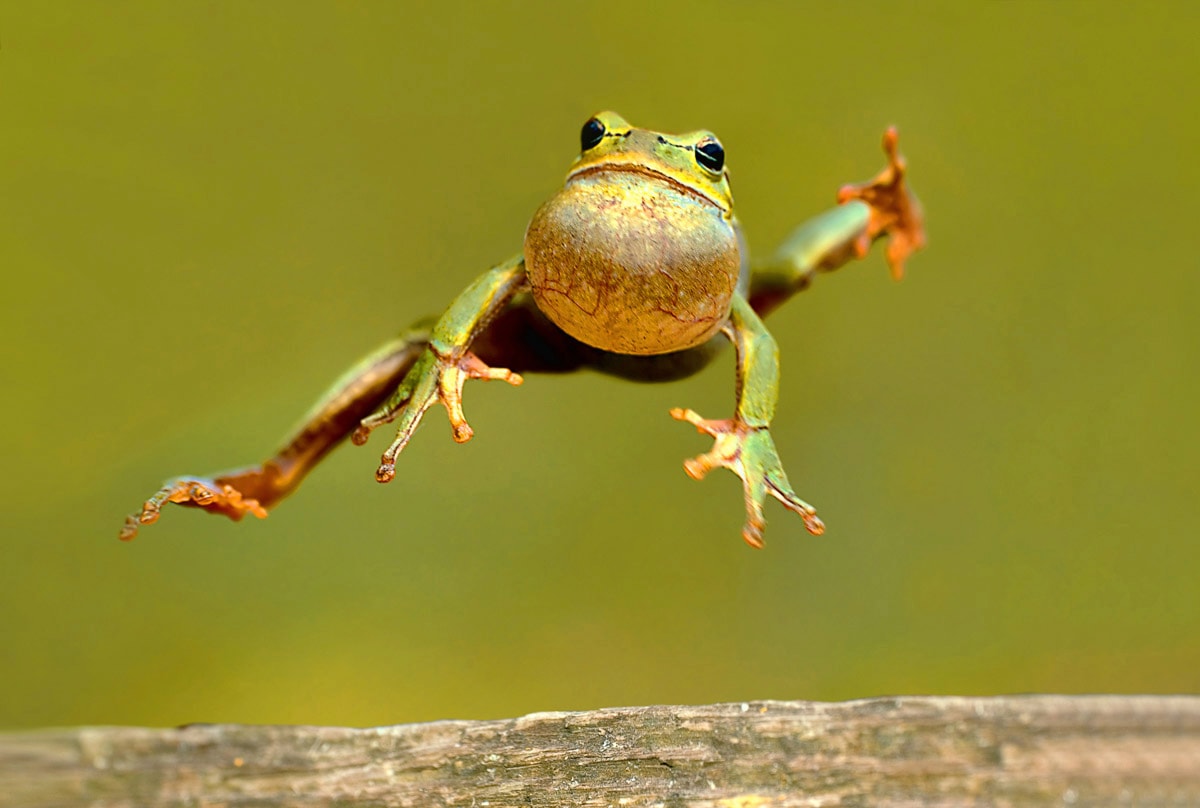 Papermoon Fototapete »Springender Frosch«