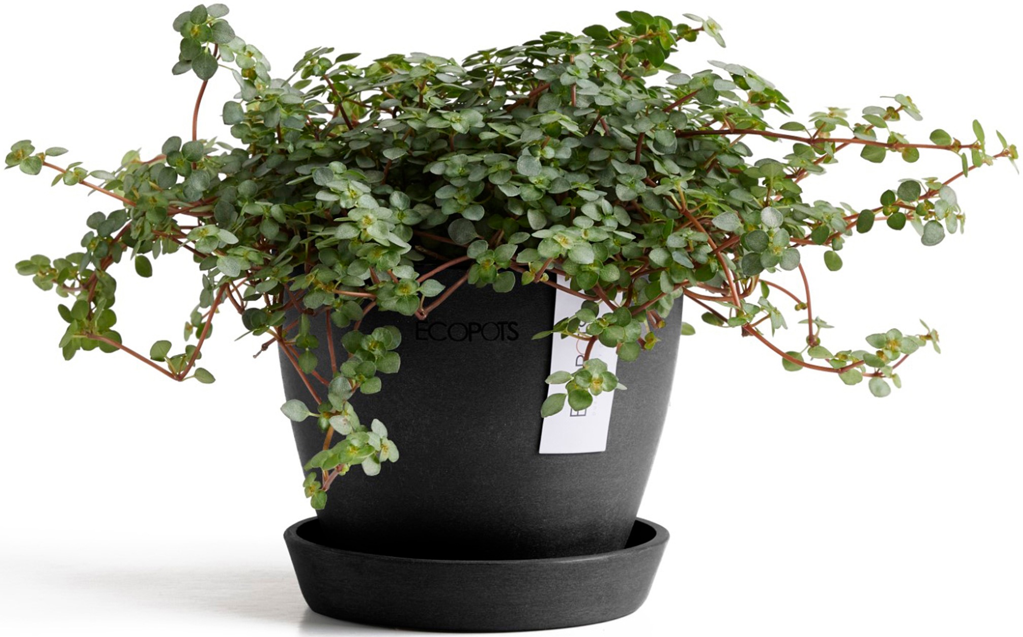 ECOPOTS Blumentopf "Antwerp Mini 11 Dunkelgrau", für den Innenbereich günstig online kaufen