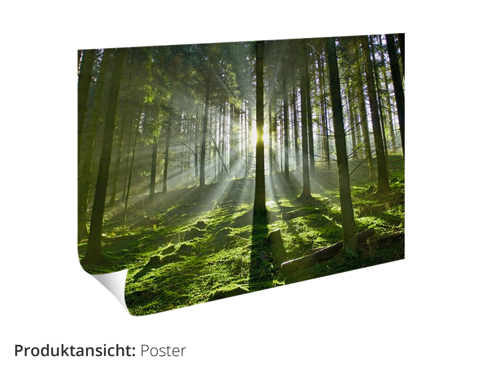 Artland Wandbild (1 BAUR Größen Leinwandbild, | Kontakt«, kaufen Haustiere, St.), oder versch. in als Poster Alubild, Wandaufkleber »Kuh