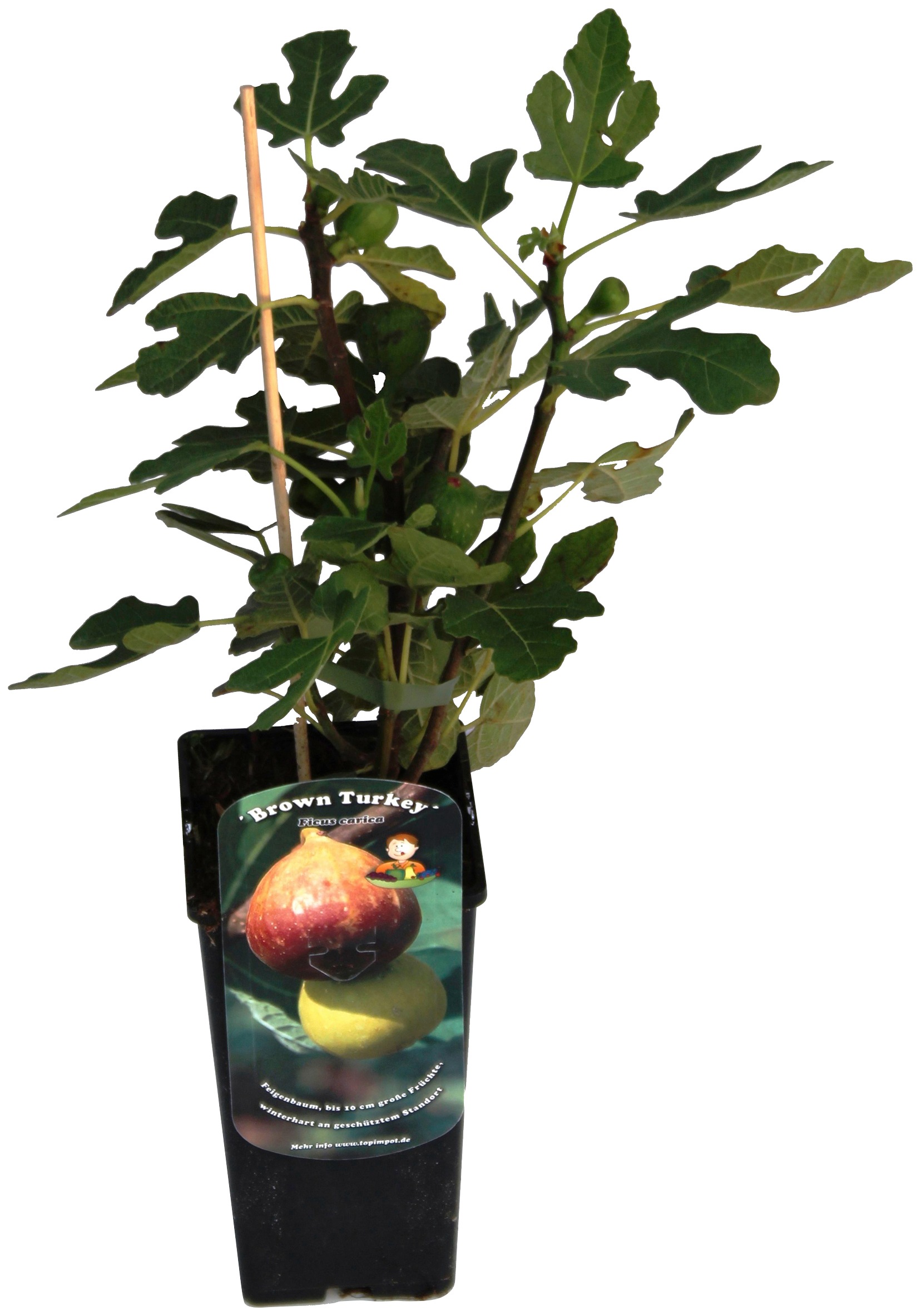 BCM Obstpflanze »Feige 'Brown Turkey'«, (2 St.), Höhe: 40-60 cm, 2 Pflanzen kaufen