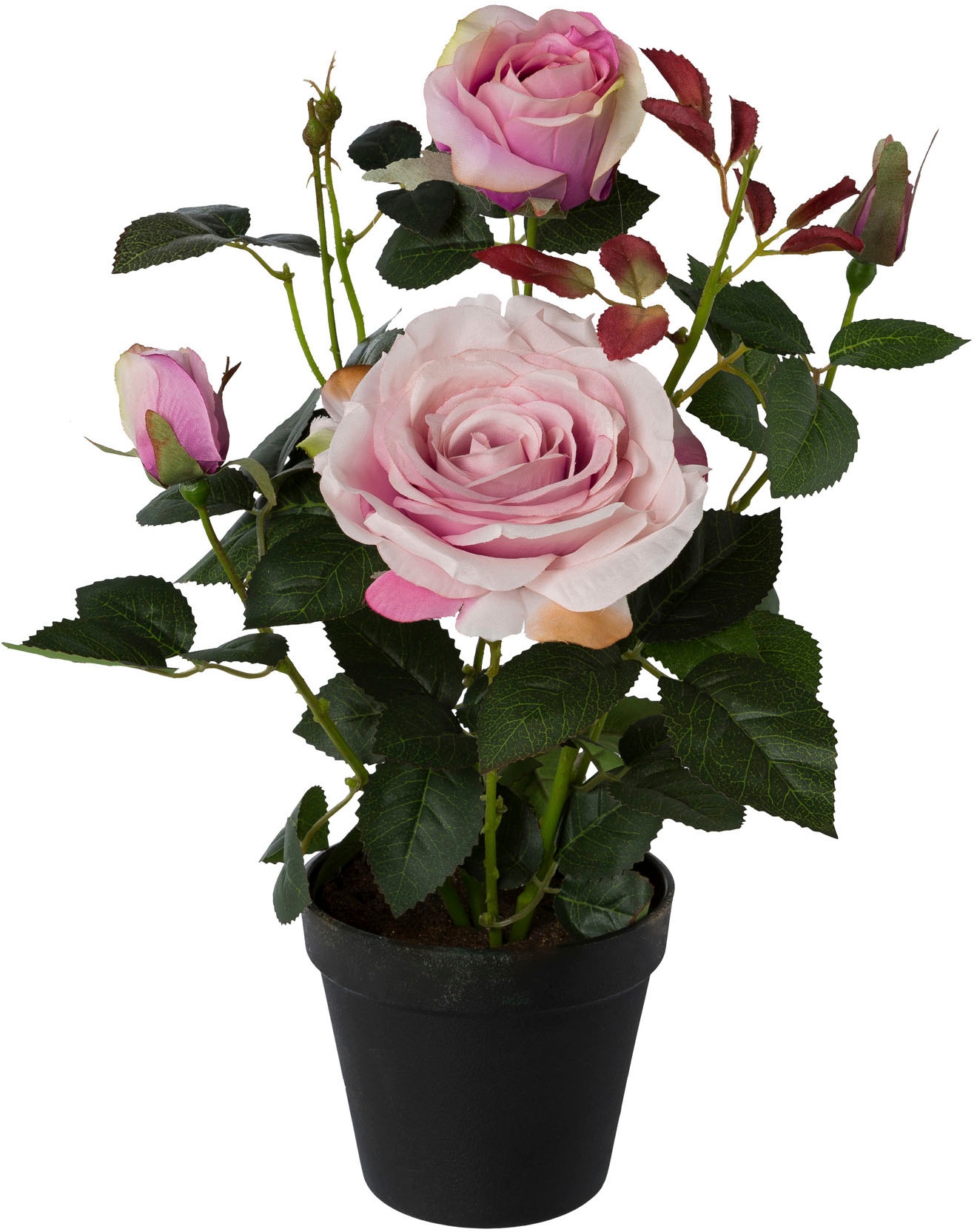 bestellen BAUR | auf Rosenpflanzen Raten ▷