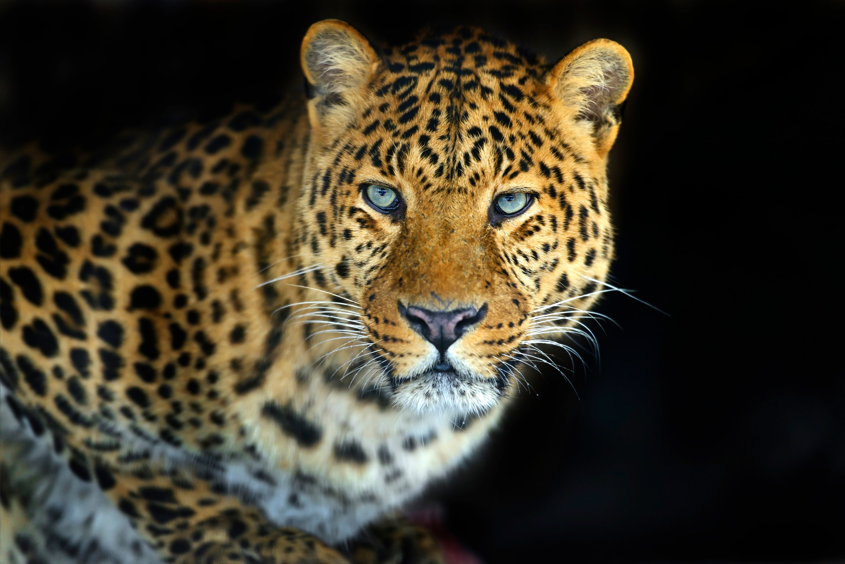 Papermoon "LEOPARD-KATZE TIGER LÖWE PUMA JAGUAR WILD AFRIKA ASIEN"