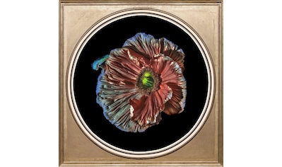 queence Acrylglasbild »Blüte« kaufen