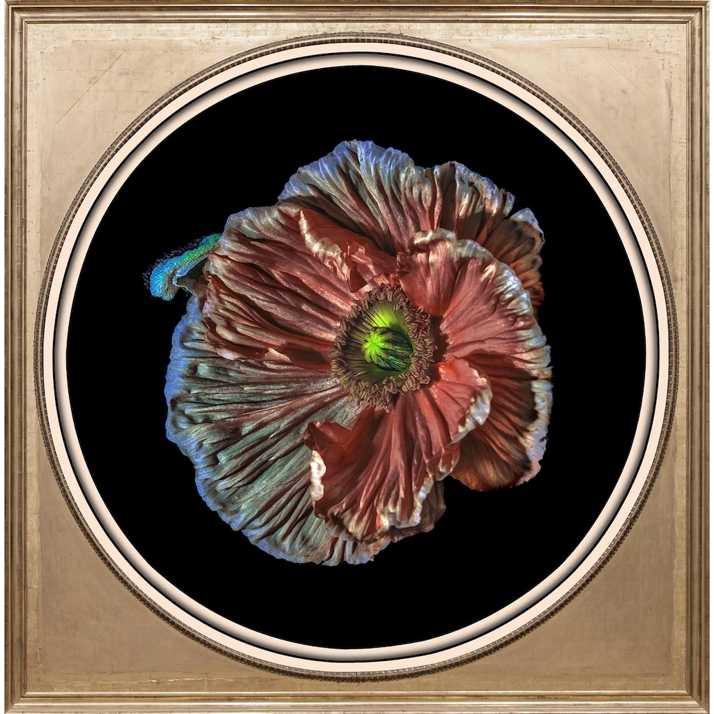 queence Acrylglasbild »Blüte«
