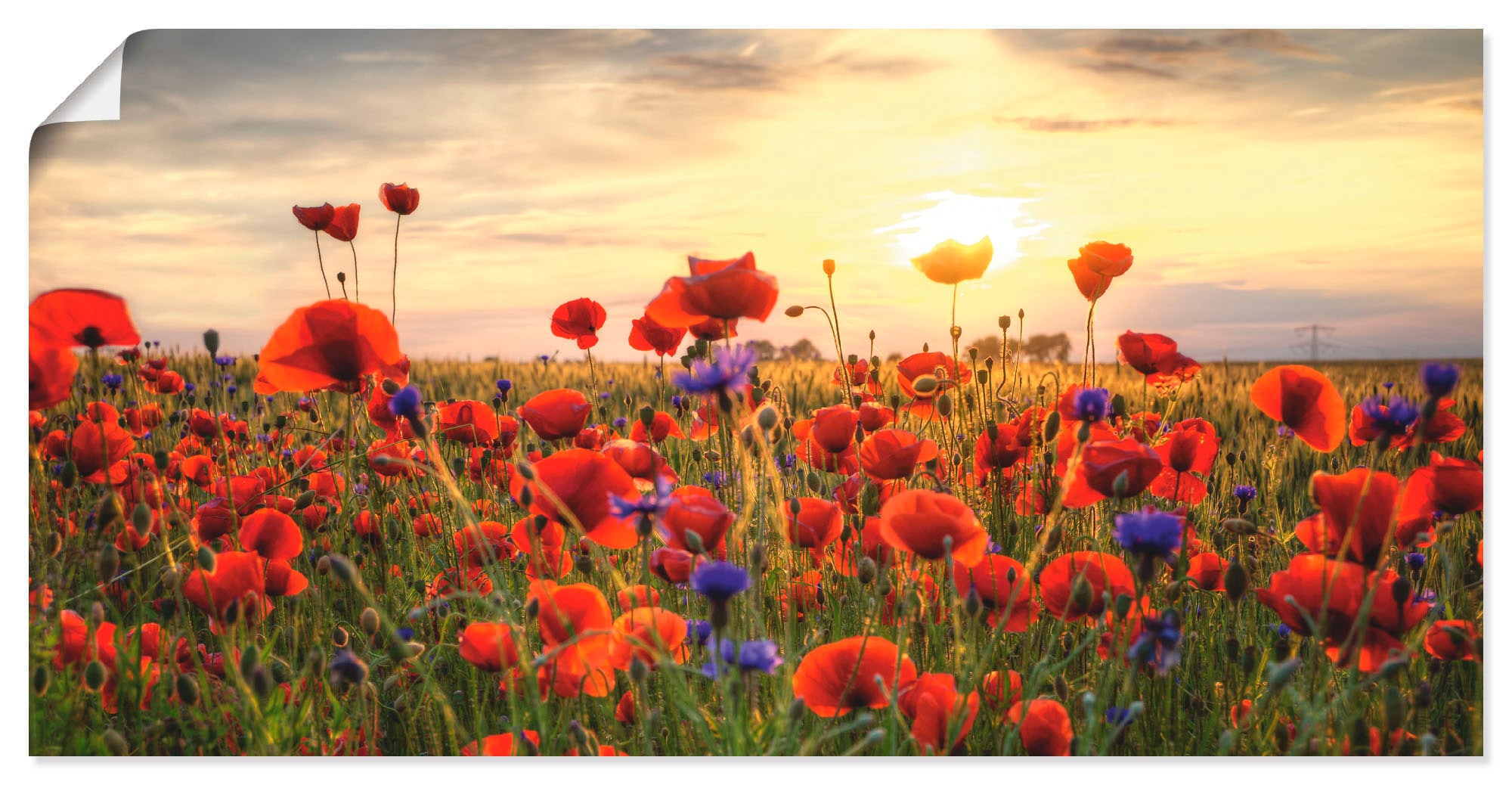 Artland Wandbild "Mohnblumen" Blumen 1 Stk. tlg. als Alubild, Leinwandbild, Poster in verschied. Größen