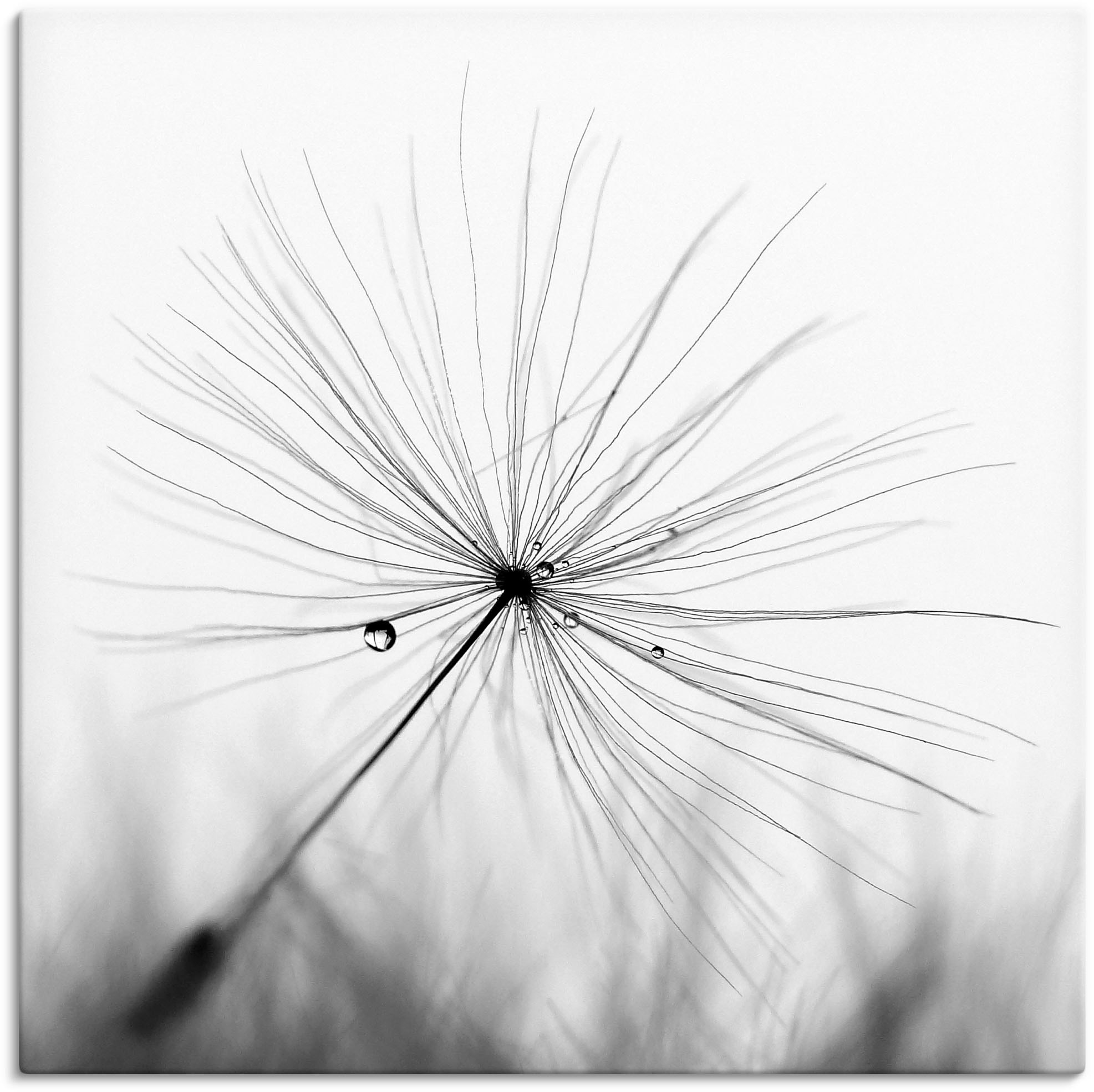 Artland Wandbild "Pusteblume Schirmchen" Blumen 1 Stk. tlg. als Alubild, Leinwandbild in verschied. Größen