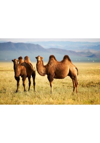 Papermoon Fototapetas »Mongolian Camels«