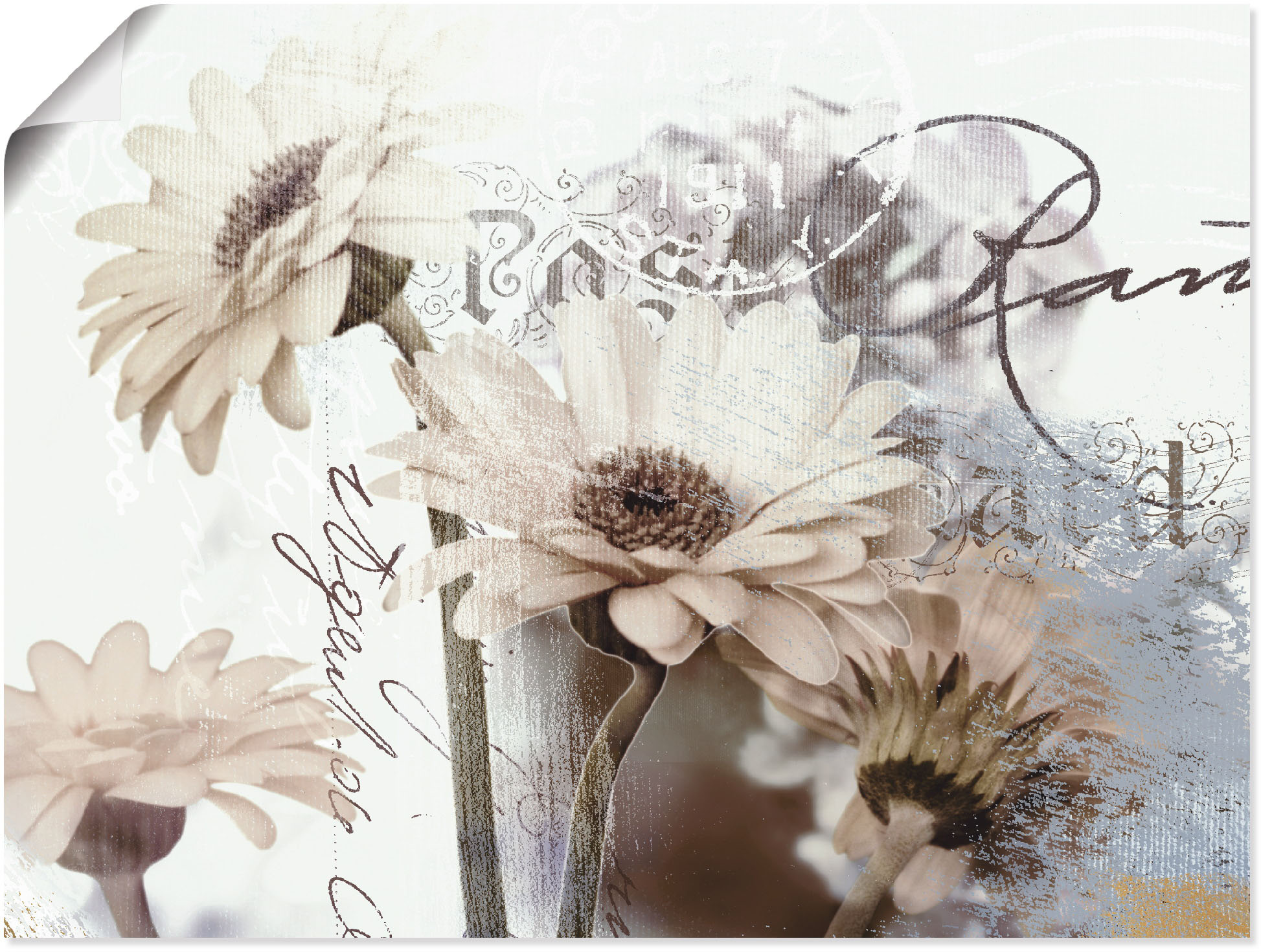 Artland Wandbild "Gerberas Detail" Blumenbilder 1 Stk. tlg. als Leinwandbild, Poster in verschied. Größen