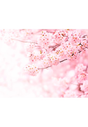 Fototapete »Kirschblüte Cherry Blossum«, Fototapete Kirschblüte Natur Rosa 3,36m x 2,60m
