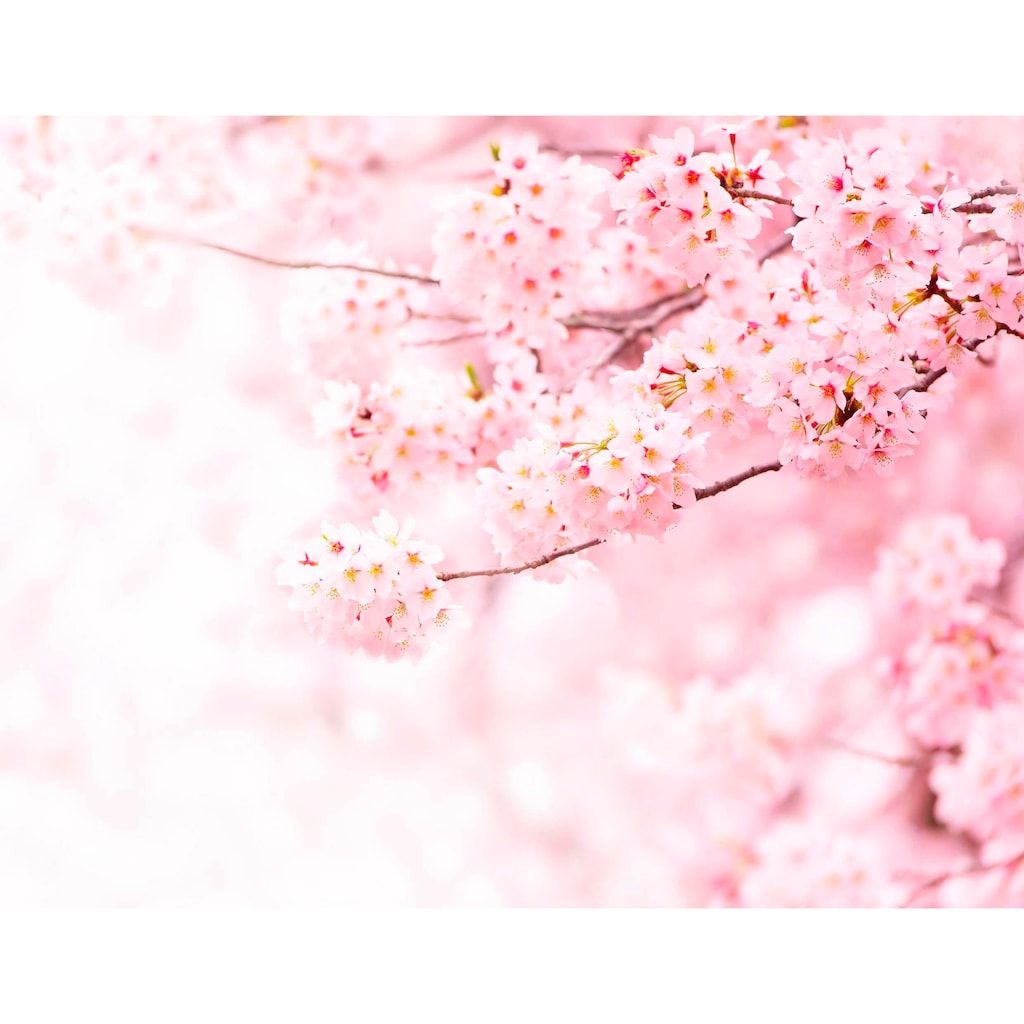 living walls Fototapete »Kirschblüte Cherry Blossum«