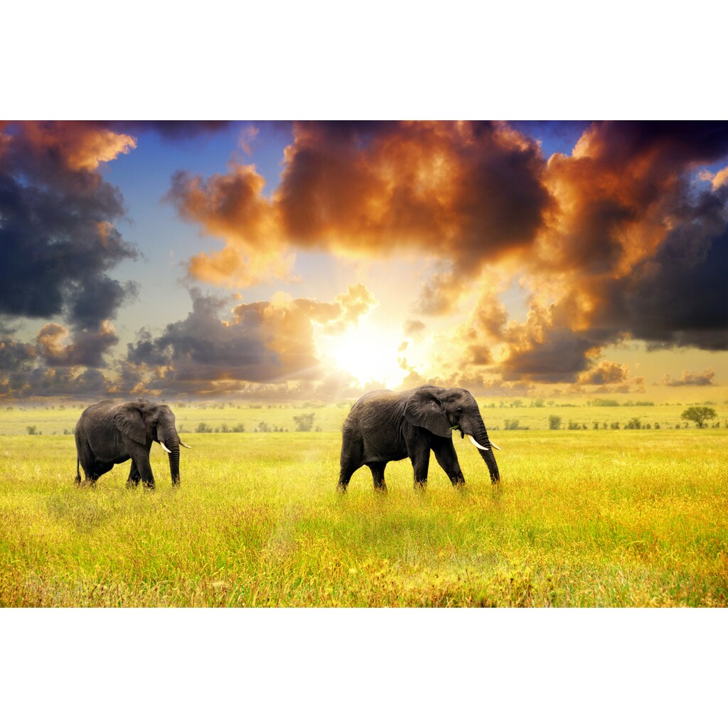 Papermoon Fototapete »African Elephants«