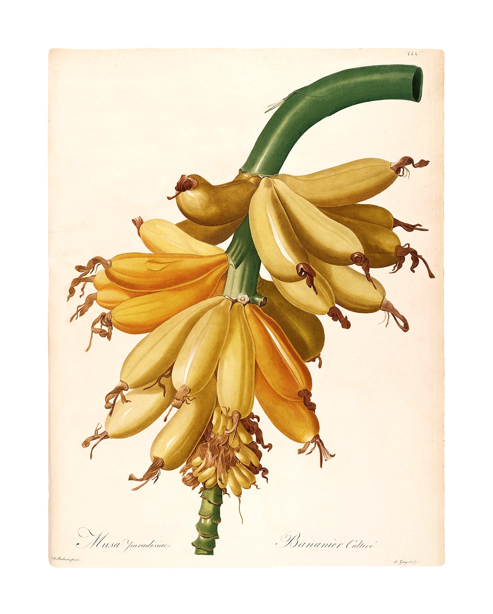 Komar Bild "Plantains" Natur 1 Stk. tlg. Wandbild zur Dekoration - ohne Rah günstig online kaufen