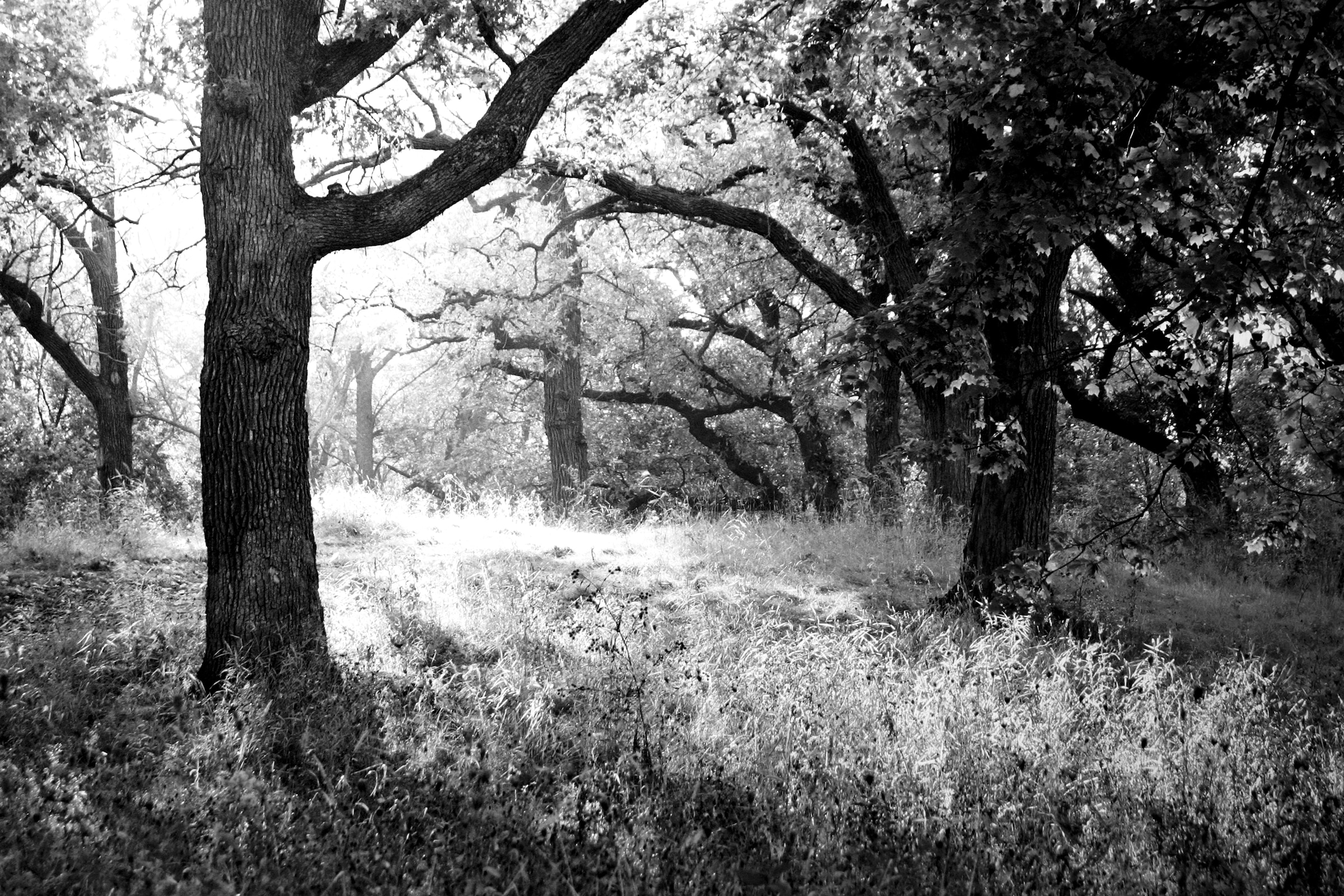 Papermoon 1100000002199 "Wald Schwarz & Weiß"