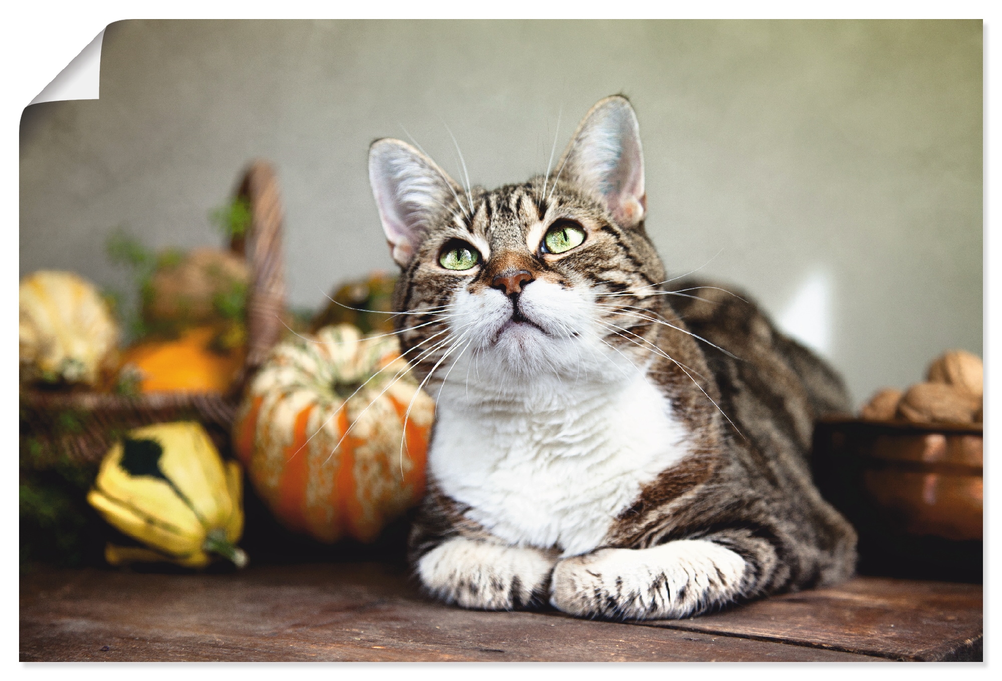 Artland Poster "Katze und Herbstdeko" Haustiere 1 Stk. tlg. als Alubild, Le günstig online kaufen