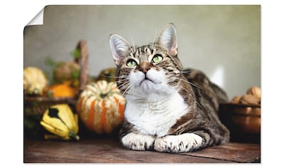 Poster »Katze und Herbstdeko«, Haustiere, (1 St.), als Alubild, Leinwandbild,...