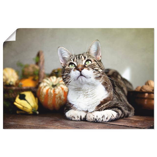 Artland Wandbild »Katze und Herbstdeko«, Haustiere, (1 St.), als Alubild,  Leinwandbild, Wandaufkleber oder Poster in versch. Größen bestellen | BAUR