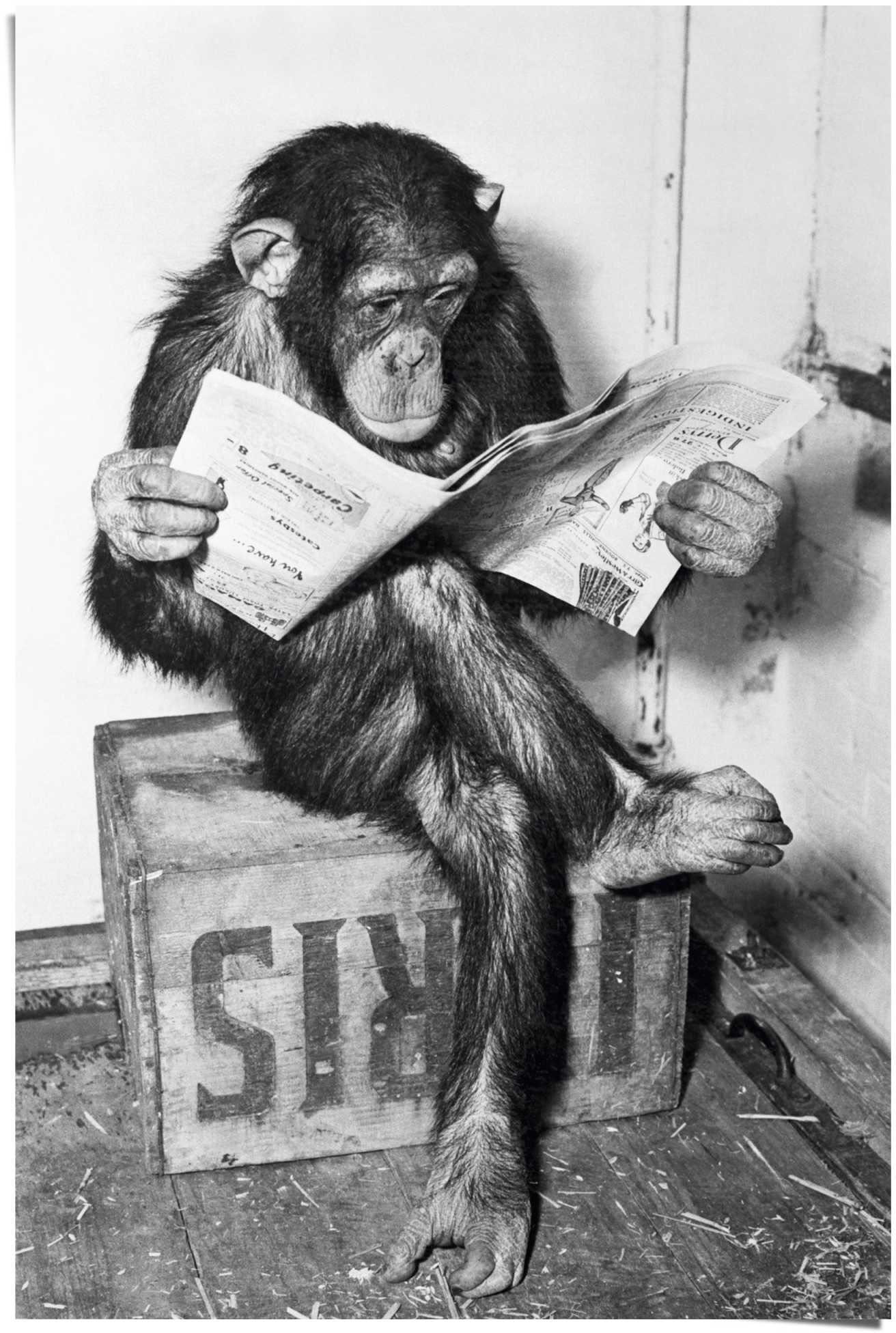 Reinders Poster "Chimp Zeitung Affe Schimpanse" 1 Stk. tlg. günstig online kaufen