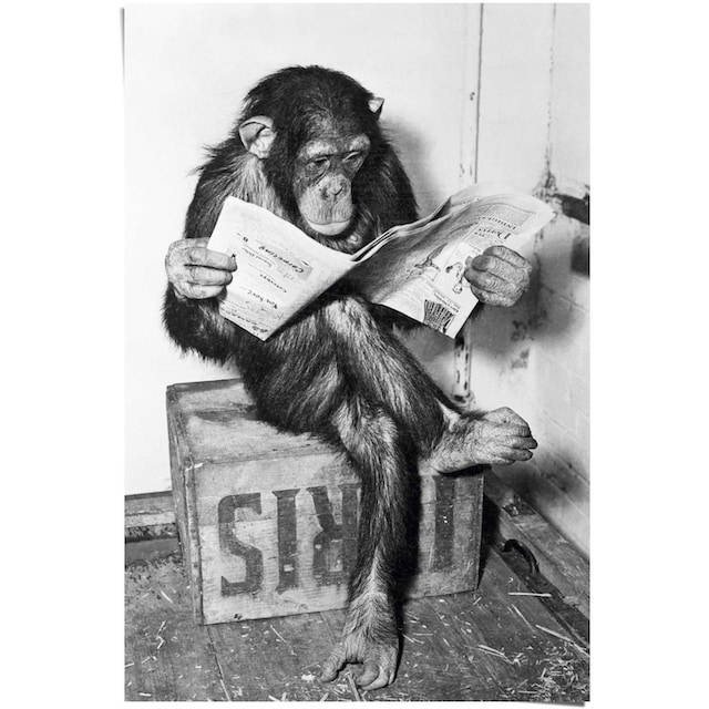 Reinders! Poster »Chimp Zeitung Affe Schimpanse«, (1 St.) kaufen | BAUR