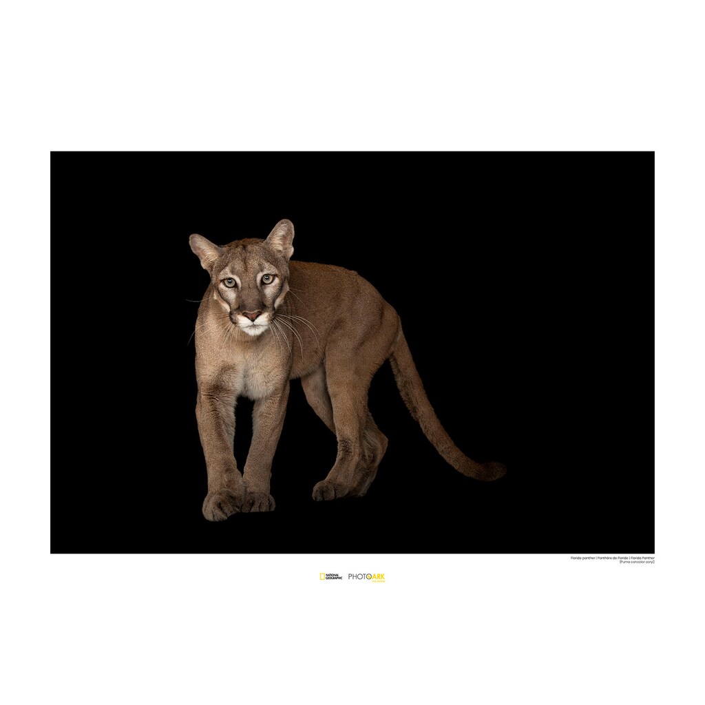 Wohnen Wohnaccessoires Komar Poster »Florida Panther«, Tiere, Höhe: 30cm 