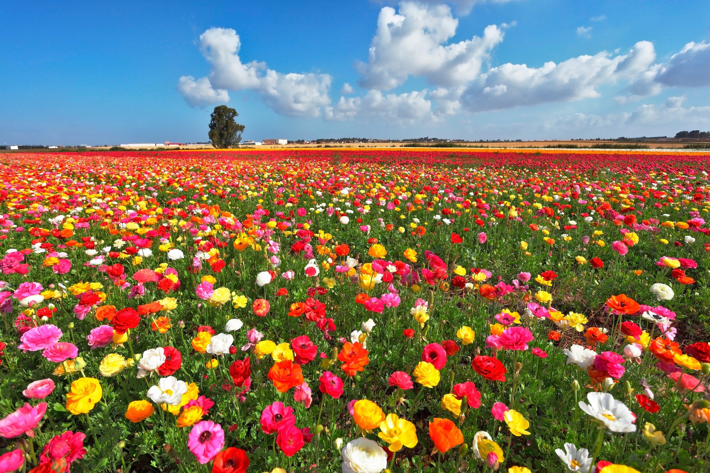 Papermoon Fototapetas »Garden Buttercups«