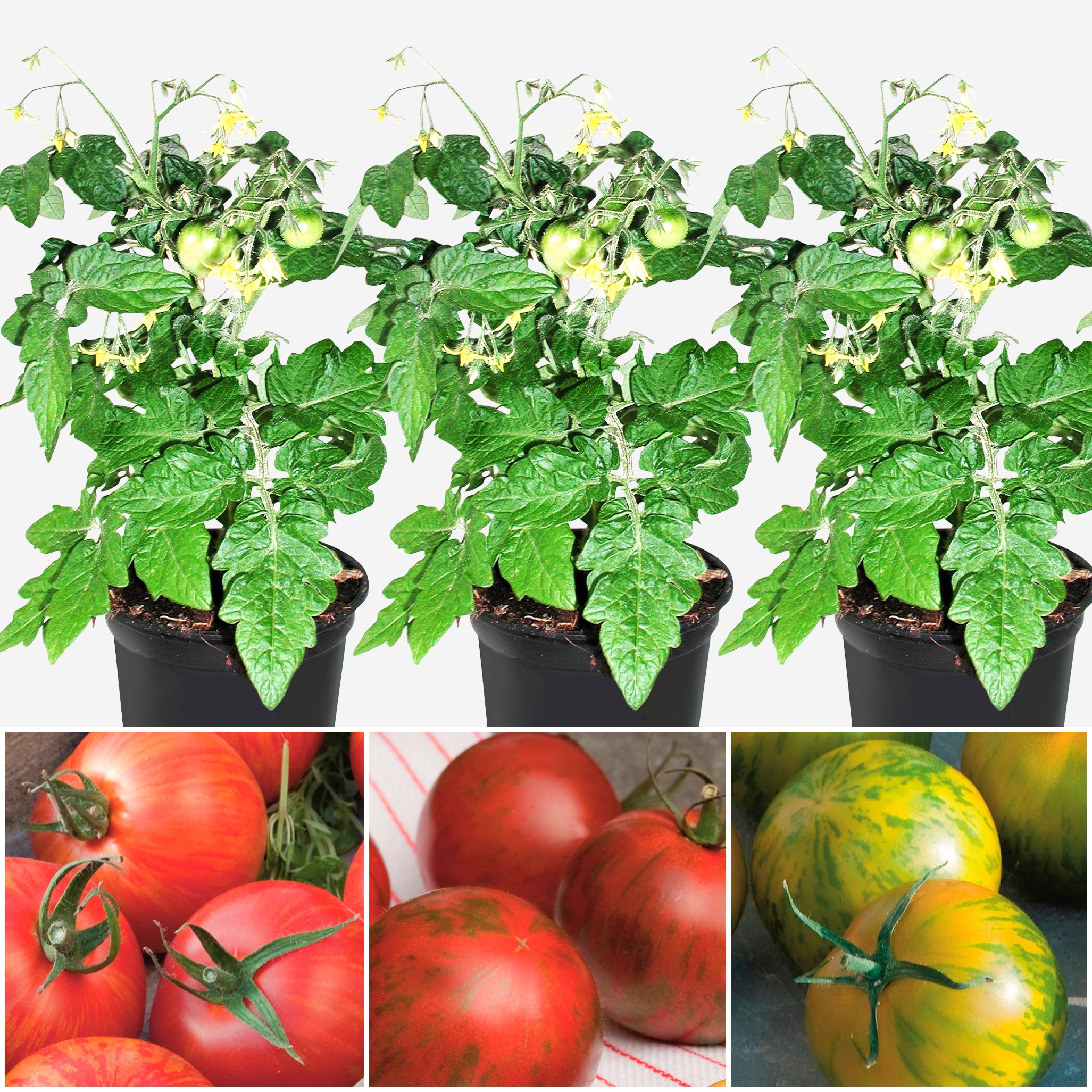 Volmary Gemüsepflanze »Tomaten-Set Tiger-Line«, (3 St.), Tomaten-Set Tiger-Line: 3... kaufen