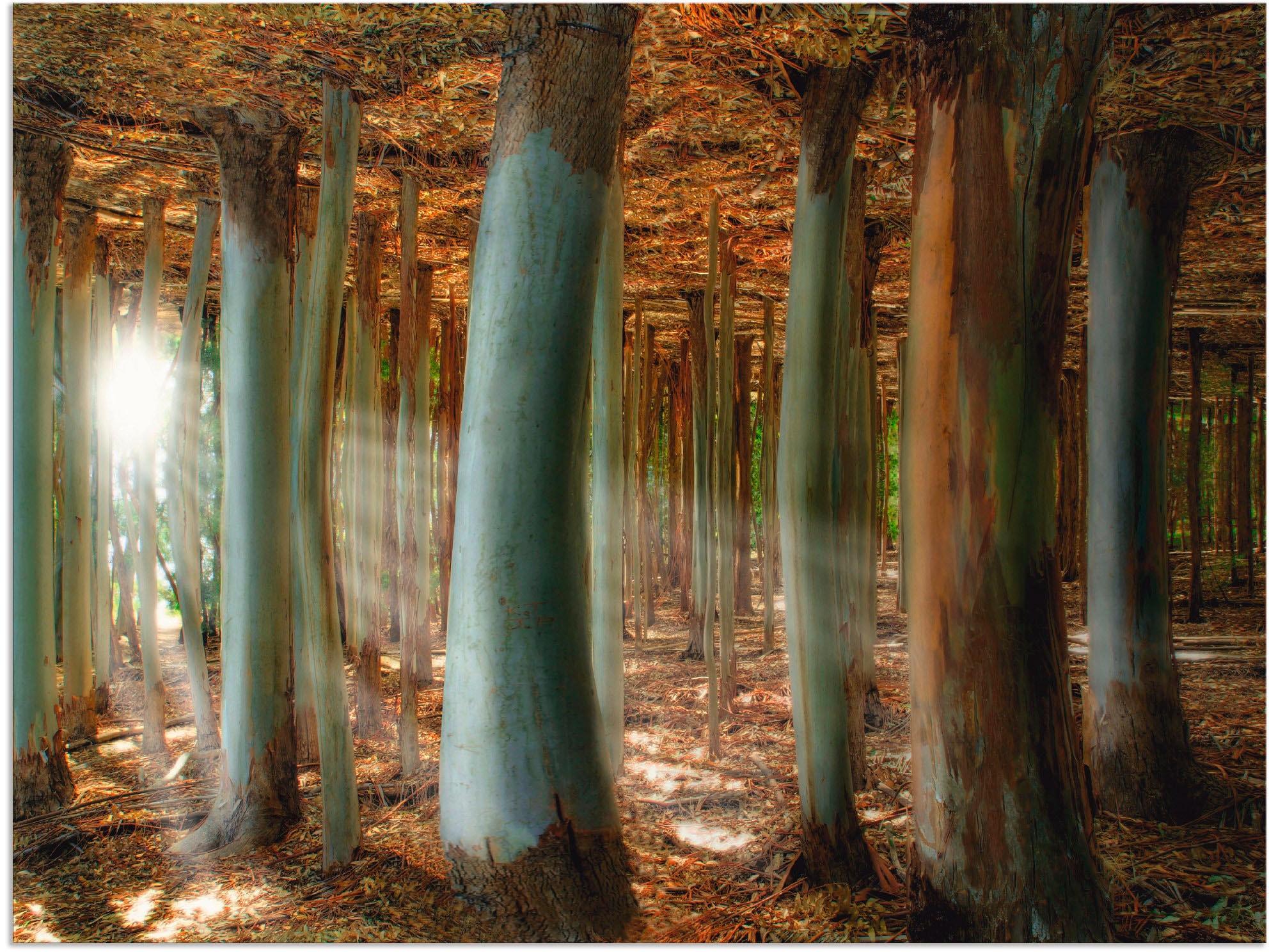 Artland Alu-Dibond-Druck "Zauberwald", Wald, (1 St.), für Innen- und Außenbereich geeignet, Outdoorbild