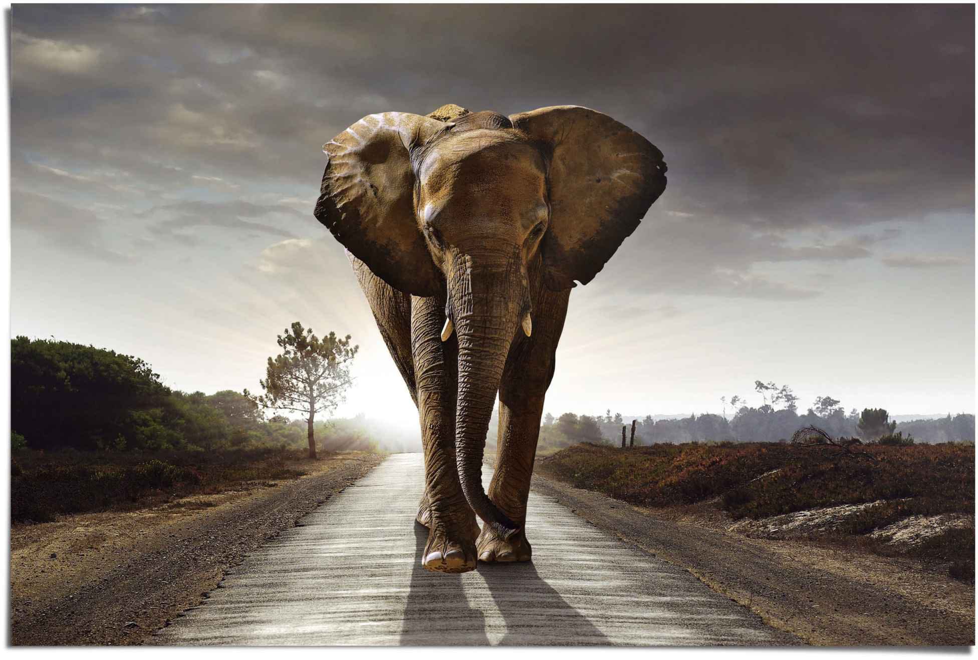 Reinders Poster "Elefant Wanderung", (1 St.) günstig online kaufen
