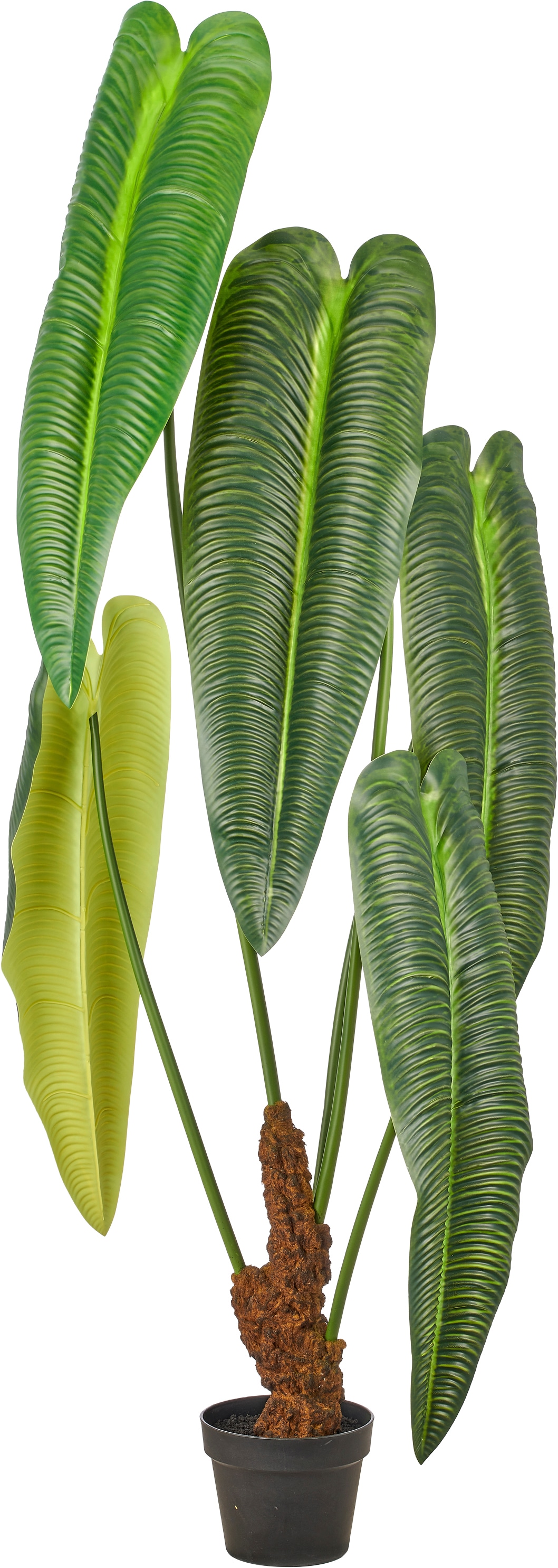 Creativ green Kunstpflanze "Anthurium veitchii" in beeindruckender Größe