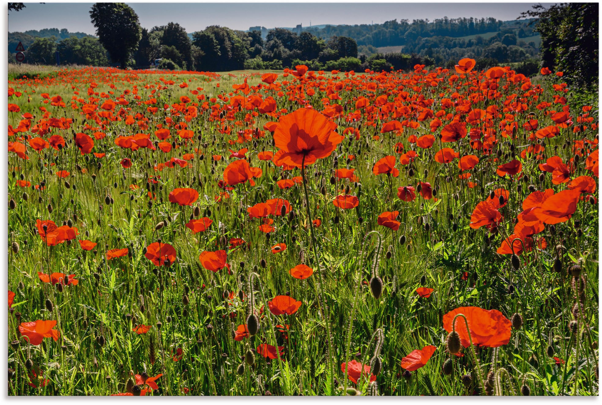 Artland Alu-Dibond-Druck "Mohnblumenwiese II", Blumenwiese, (1 St.), für Innen- und Außenbereich geeignet, Outdoorbild