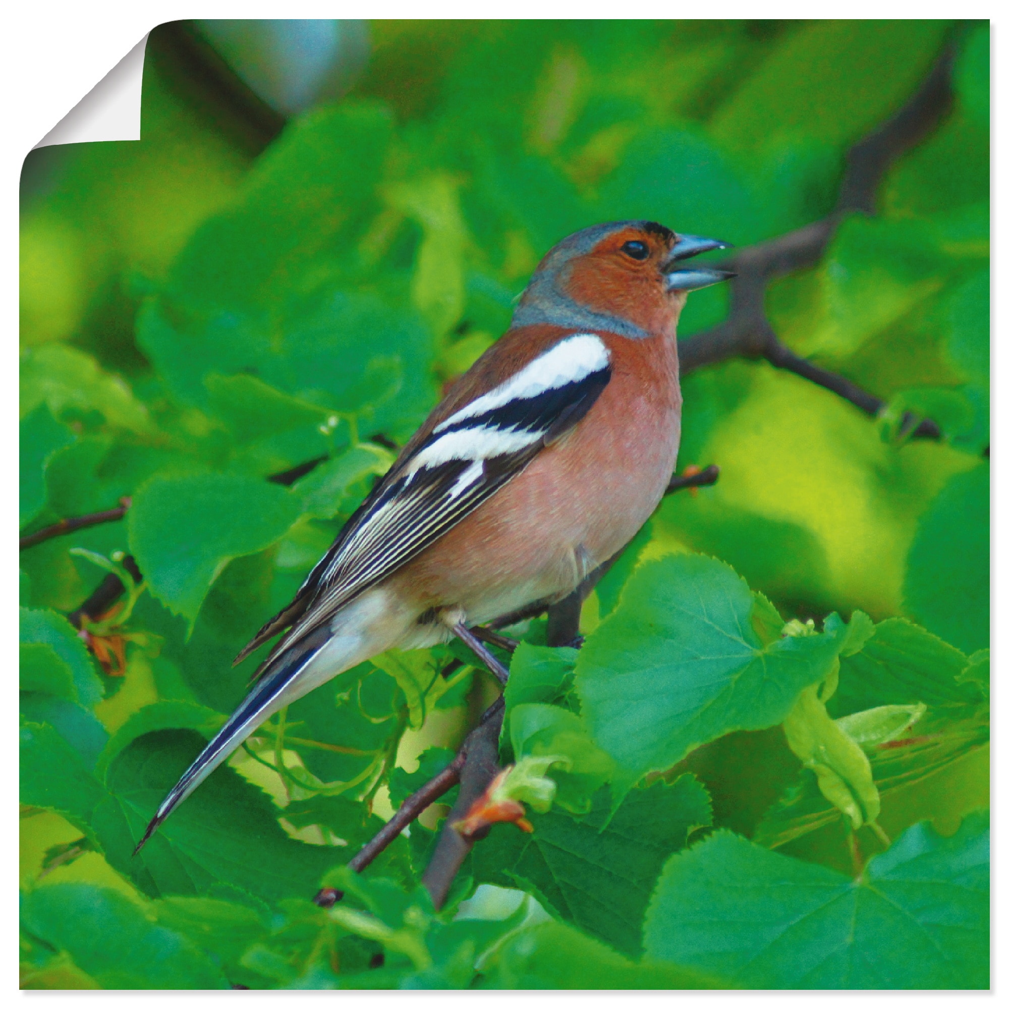 (1 | BAUR Wandaufkleber oder Leinwandbild, »Buchfink St.), versch. Artland Alubild, Wandbild als Poster Vögel, bestellen in Größen Lied«,