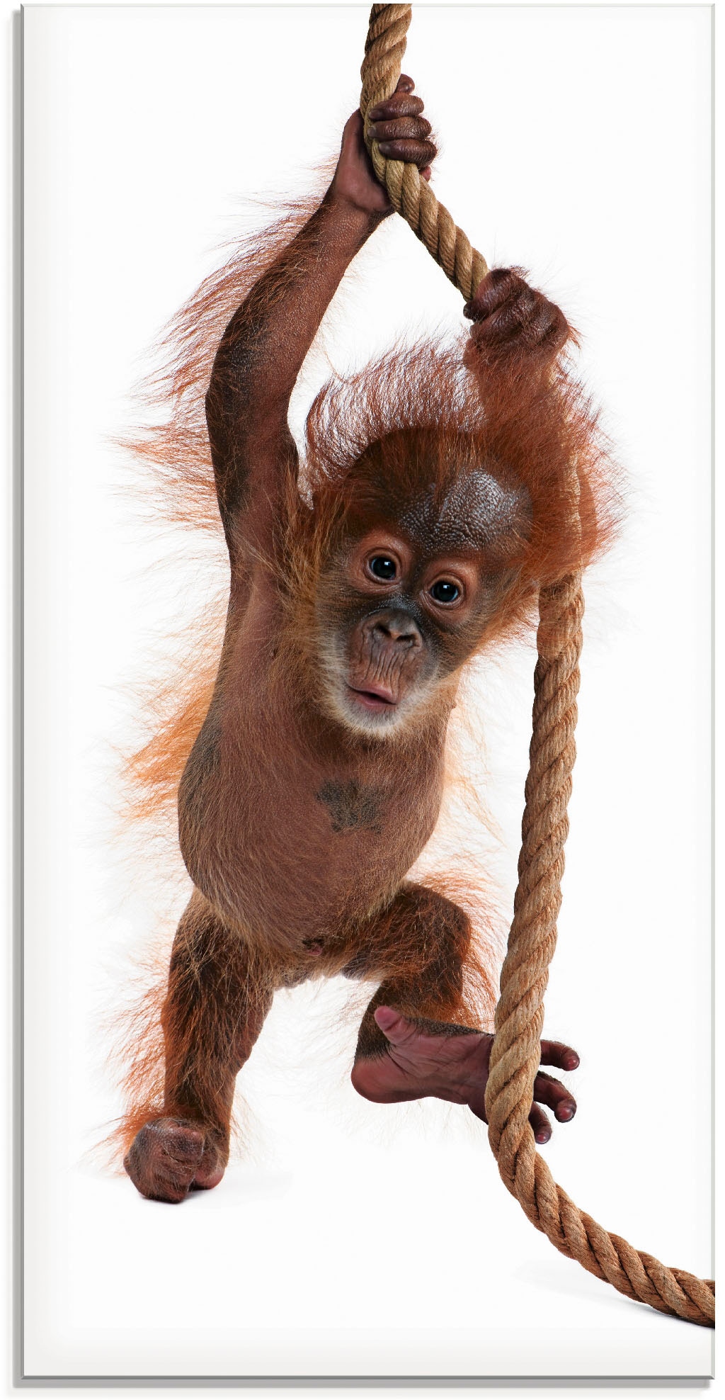 Artland Glasbild "Baby Orang Utan hängt am Seil I" Wildtiere 1 Stk. tlg. in verschiedenen Größen