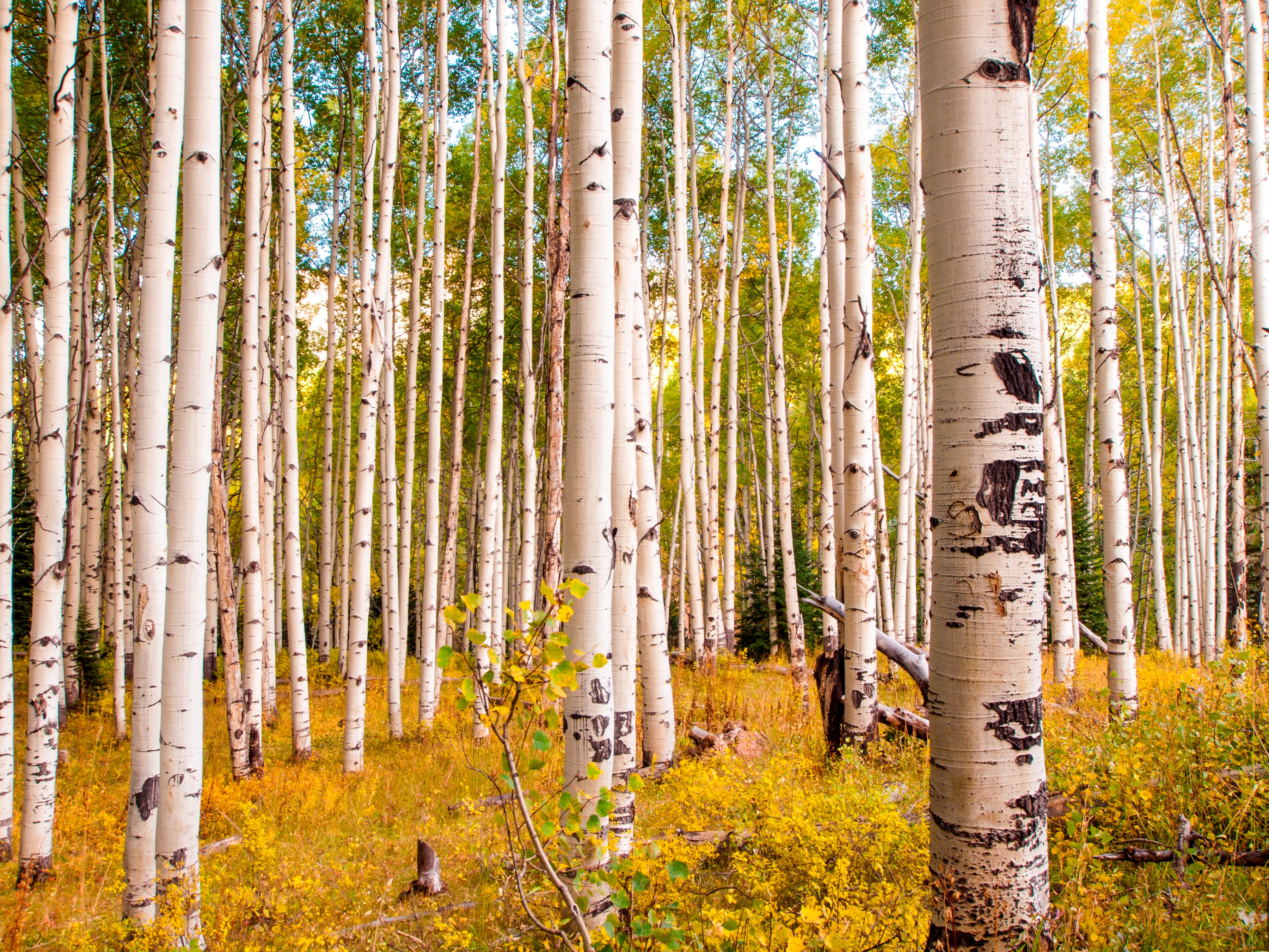 Papermoon Fototapete "Birches in Colorado Rocky Mountains" glatt