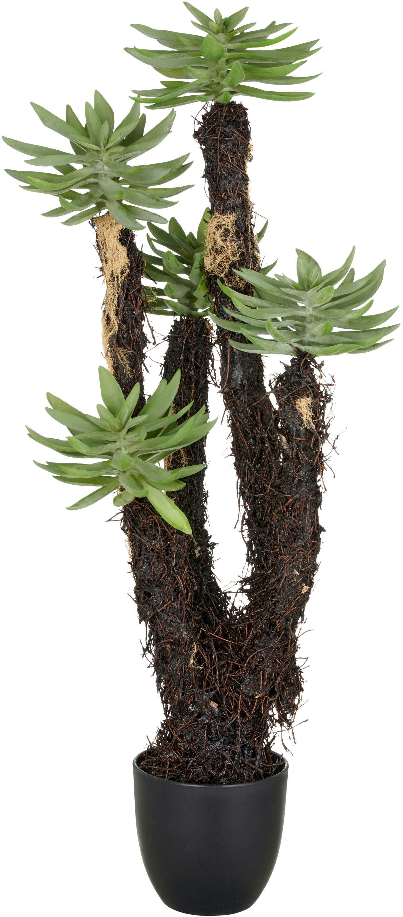 Creativ green Kunstpflanze "Dudleya", mit naturgetreuer Gestaltung günstig online kaufen