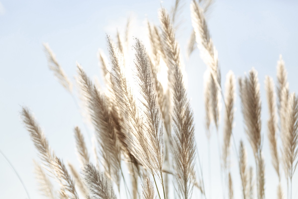 A.S. Création Vliestapete »Pampasgras-Tapete Hellblau Beige Fototapete Boho« matt glatt